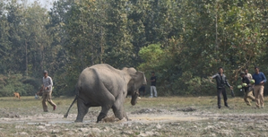 Man-Elephant conflict: TN Forest Dept to introduce thermal drones to track wild jumbos
