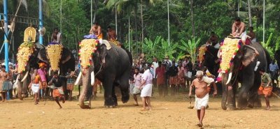 Kerala temple trusts moves SC challenging restrictions on elephant
 management in Thrissur Pooram