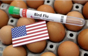 Human deaths from bird flu ‘concerning’; monitoring & genome sequencing key: Experts