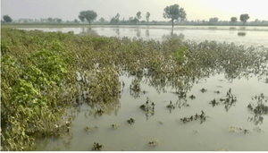 Odisha govt declares unseasonal rain as natural calamity