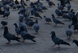 Man kills 28 pet pigeons of his neighbour in MP, booked