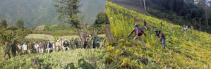 Manipur Police destroy 25 acres of poppy cultivation
