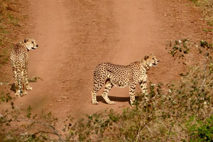 ‘Kuno cheetahs to soon roam in Rajasthan via proposed wildlife corridor’
