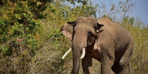 Three killed, over 20 injured as elephants run amok in Kerala
