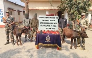 Cattle smugglers dressed in BSF uniforms nabbed along Indo-B’desh border