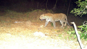 TN govt installs surveillance cameras in Mettur, Salem to monitor leopards