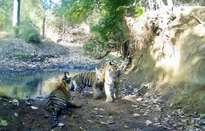 MP CM, Scindia to inaugurate Madhav National Park as 9th tiger reserve today