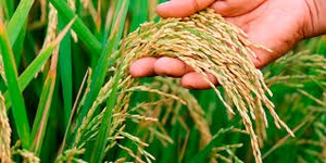 TN delta farmers urge govt to introduce new paddy varieties after Samba crop failure