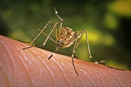 Fiji declares dengue fever outbreak in Western Division