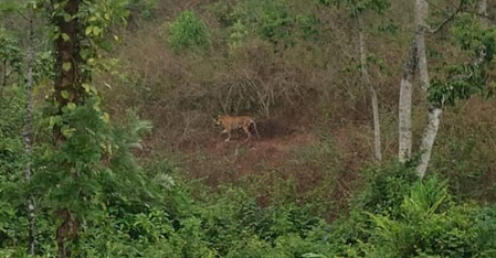 Forest Department resumes efforts to tranquilise tiger in Kerala’s Idukki