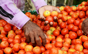 Tomato prices plummet across TN forcing farmers to destroy crops