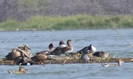 Conservationists urge TN government to declare Samanatham tank a protected site