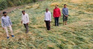 Farmers urged to harvest crops within 3 days as MP braces for turbulent weather