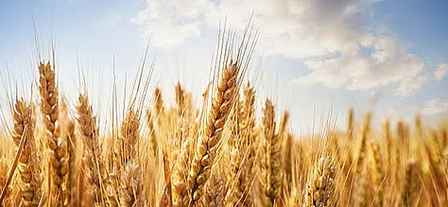 MP govt procures wheat valued at Rs 757 crore: Minister