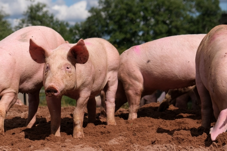 Over 510 pigs killed due to African Swine Fever in Mizoram