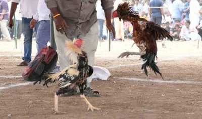 BRS MLA appears before police in rooster-fight betting case