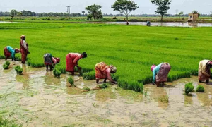 Delta farmers in TN turn to summer paddy cultivation as interim crop