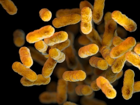 Whooping cough vaccines get a booster by targeting 2 powerful antibodies
