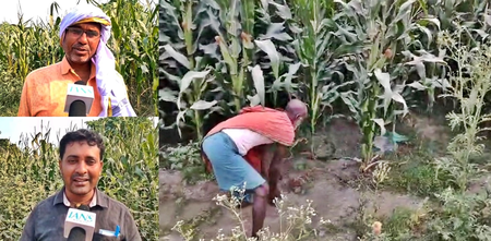 Bihar: Inspired by PM Modi, farmers in Motihari turn to millets, earning more profit than before