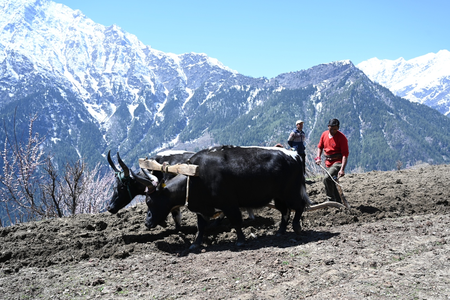 Himachal farmers promoting cow dung, buttermilk for natural farming in mountainous terrain