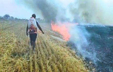 Stubble burning alarmingly high in MP; farmers to lose govt benefits, MSP
