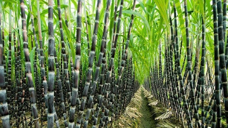 Centre hikes fair price for sugarcane to Rs 355 a quintal, 5 crore farmers to gain