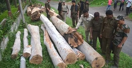 Tripura: Forest Dept to form intelligence wing to curb deforestation