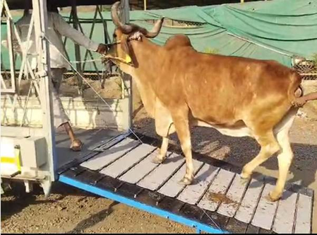Indian researchers develop smart cage to smoothen cattle transport