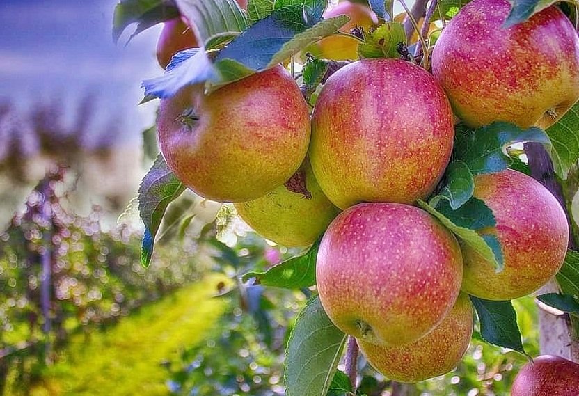 <div>Himalayan apple growers seek ban on the fruit’s imports from Turkey</div>
