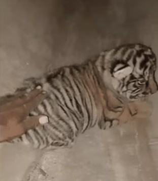 <div>FIR filed after man touches tiger cubs at Rajasthan’s Ranthambore National Park</div>