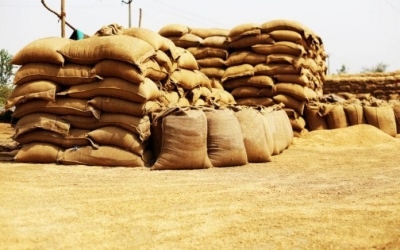 MP expects to procure 85 lakh tonnes of wheat this Rabi season