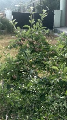 <div>Thieves steal 400 high density apple trees of physically challenged farmer in J&K’s Shopian</div>