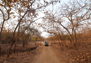 27 wildlife sanctuaries in Gujarat closed to tourists till Oct 15