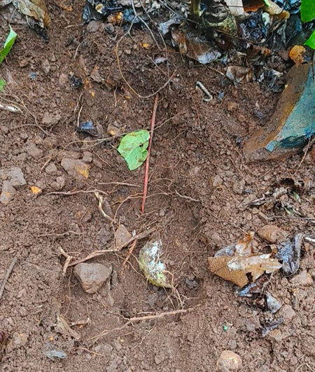 Jharkhand: Maoist plot to target security forces foiled, 14 IEDs recovered