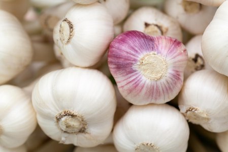 Garlic cultivation in Himachal expanded to 4,000 hectares: Experts