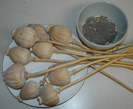 Poppy husk valued at Rs 1.5 crore seized in Rajasthan