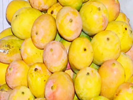 <div>Centre announces compensation for K’taka mango farmers; Union Minister Joshi thanks PM Modi</div>