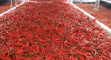 <div>Chilli farmers in TN’s Ramanathapuram hit hard by unseasonal rain, exports dip</div>