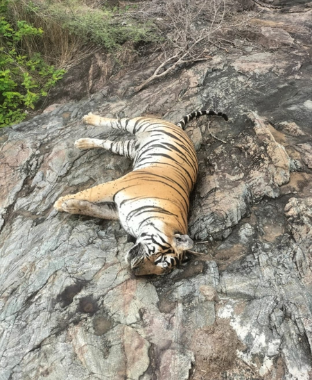 <div>Death of tigress, 4 cubs: Hunt launched for owner of poisoned cow in K’taka</div>