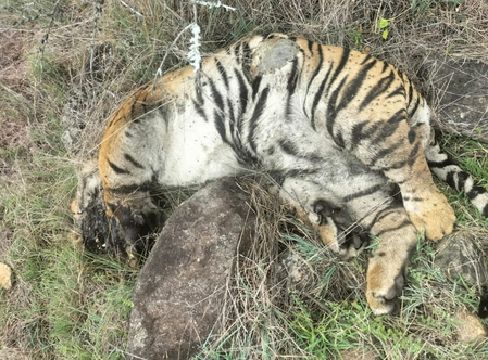<div>Death of 5 tigers: Three arrested for poisoning big cats in revenge for cow’s killing (Ld)</div>