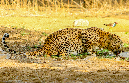 <div>Leopard sightings and attacks trigger panic in TN’s Coimbatore; monitoring intensifies</div>