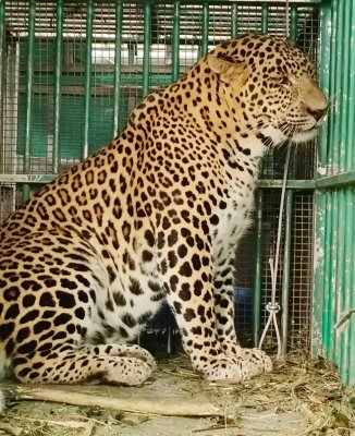 Leopard that mauled four-year-old girl in Valparai trapped by TN Forest Dept
