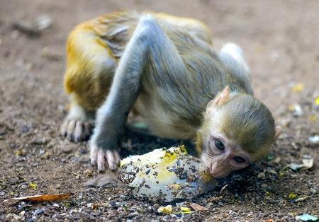 Karnataka: 20 monkey carcasses found, poisoning suspected