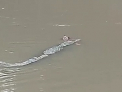 Crocodile kills woman collecting water in MP river