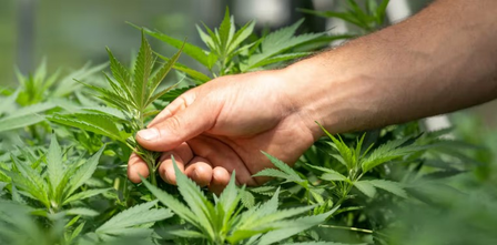 70 lakh cannabis plants dismantled in two-and-a-half years in Himachal Pradesh