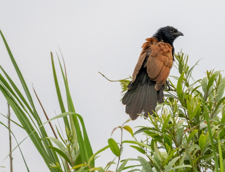Assam: Critically endangered among 43 grassland bird species spotted in Kaziranga