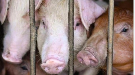 Vietnam issues directive to curb African swine fever outbreaks