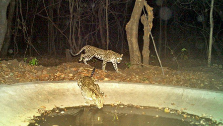 Telangana keeps Tiger Conservation Reserve order in abeyance after protests by tribals
