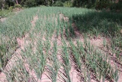 Total area sown under kharif crops crosses 708 lakh hectares