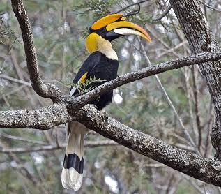 <div>India’s first hornbill conservation centre to come up at Annamalai Tiger Reserve in Tamil Nadu</div>